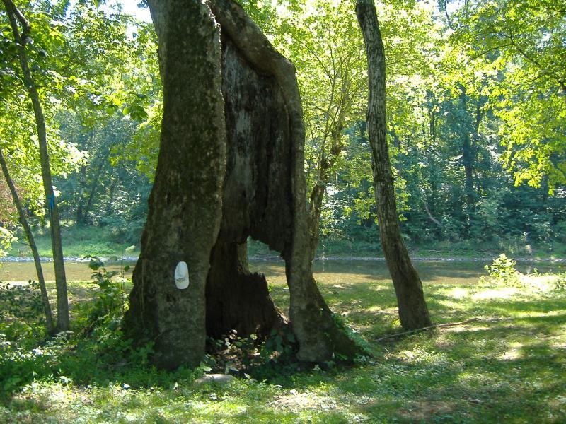 Picture of a large tree.